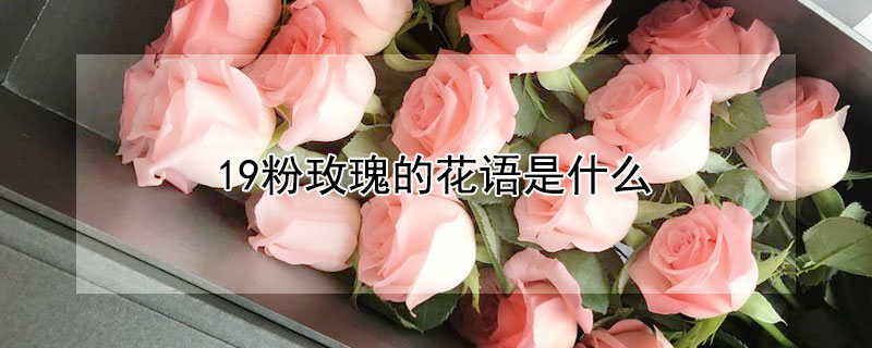 19粉玫瑰的花语是什么 19朵粉玫瑰花的花语是什么