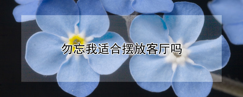 勿忘我适合摆放客厅吗（勿忘我可以摆放客厅吗）