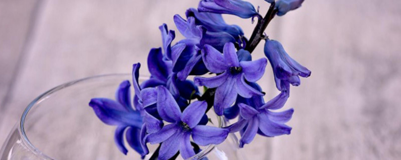 紫色风信子花语是什么 蓝紫色风信子花语是什么
