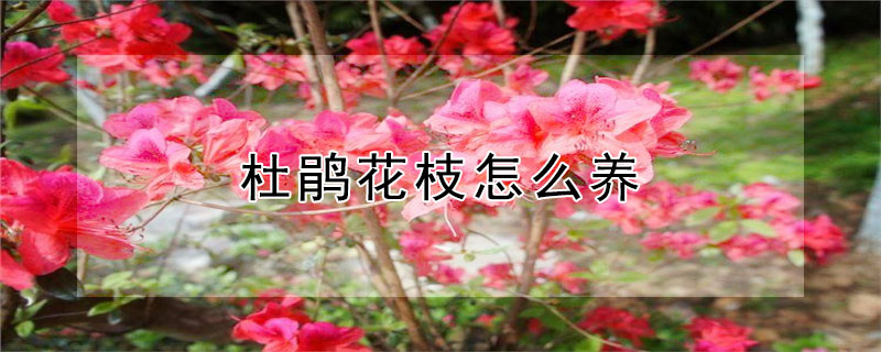 杜鹃花枝怎么养（杜鹃花枝怎么养家庭养法）