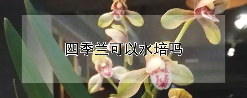 四季兰可以水培吗（四季兰花水培怎么养）