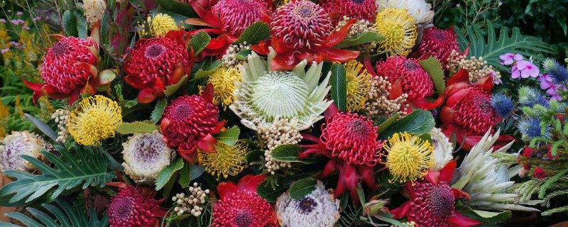 南非公主花寓意(南非公主花花语)