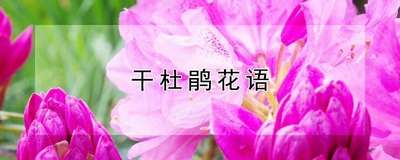 干杜鹃花语（簕杜鹃的花语）