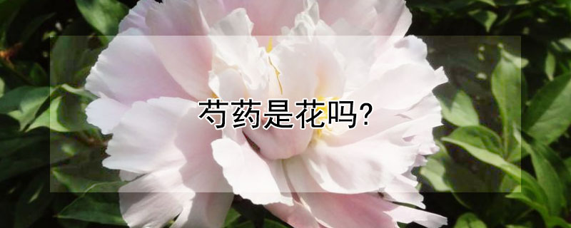 芍药是花吗? 芍药是花么