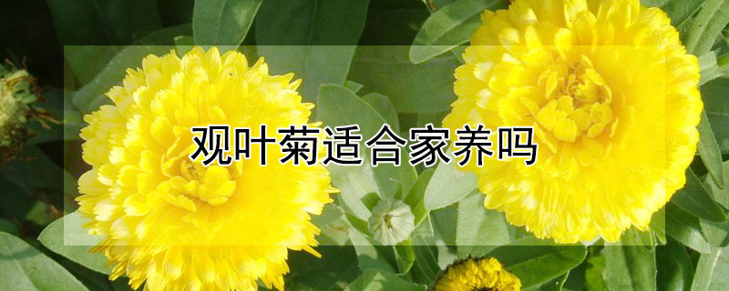 观叶菊适合家养吗（瓜叶菊适合养在家里吗）