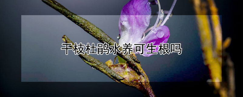 干枝杜鹃水养可生根吗 杜鹃水培生根的方法水养多久会长根