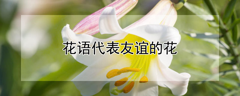 花语代表友谊的花 花语代表友谊的花有哪些