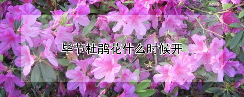 毕节杜鹃花什么时候开 毕节杜鹃花什么时候开花