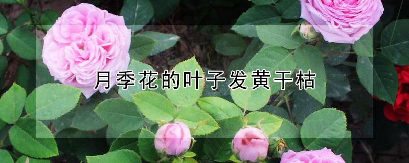 月季花的叶子发黄干枯（月季花叶子发黄枯萎）