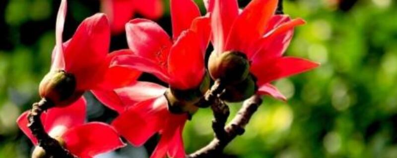 木棉花的寓意及象征 木棉花的寓意及象征200字