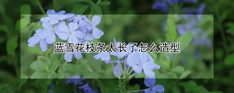 蓝雪花枝条太长了怎么造型 蓝雪花长的太高了 怎么修剪