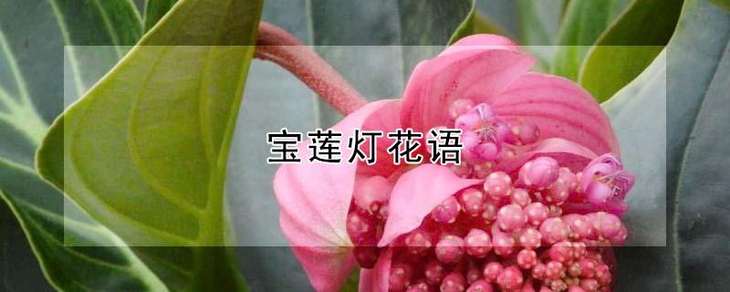 宝莲灯花语 宝莲灯花语象征与寓意