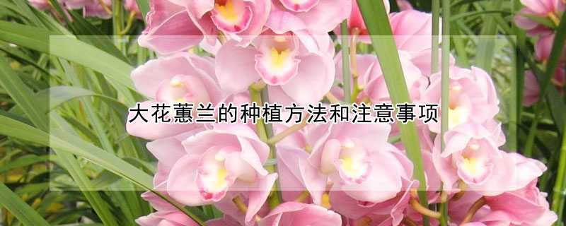 大花蕙兰的种植方法和注意事项 大花蕙兰养殖方法之技巧