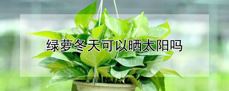 绿萝冬天可以晒太阳吗（冬天绿萝怕太阳晒吗）