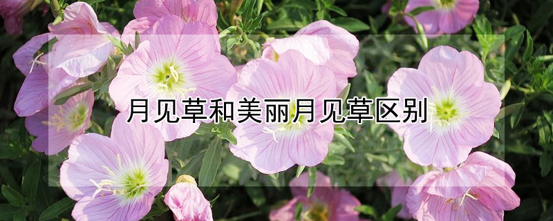 月见草和美丽月见草区别 月见草花和月见草的区别