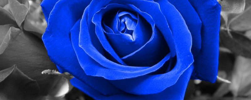 蓝玫瑰代表什么意思 红玫瑰代表什么意思