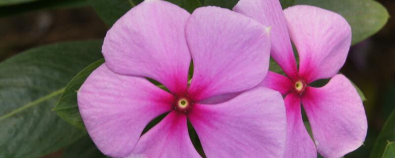 五叶梅的花语 五瓣梅的花语