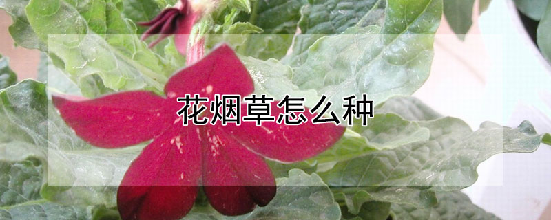 花烟草怎么种（制作烟草的花）