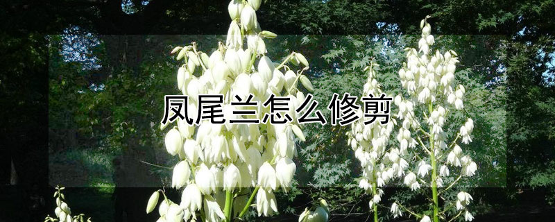 凤尾兰怎么修剪（凤尾花怎么修剪）