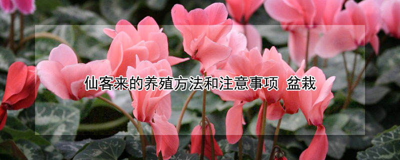 仙客来的养殖方法和注意事项（仙客来的养殖方法和注意事项及花期）