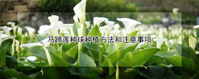 马蹄莲种球种植方法和注意事项（马蹄莲种球怎么种植方法）