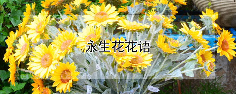 永生花花语 永生花花语含义