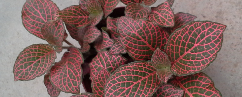 红网纹草的花语（网红草的花语是什么）