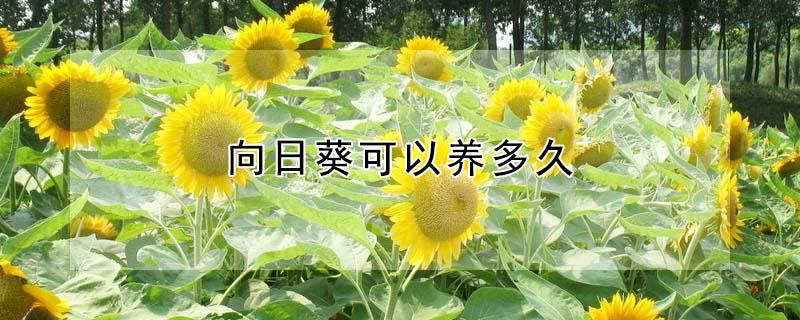向日葵可以养多久（夏天向日葵可以养多久）