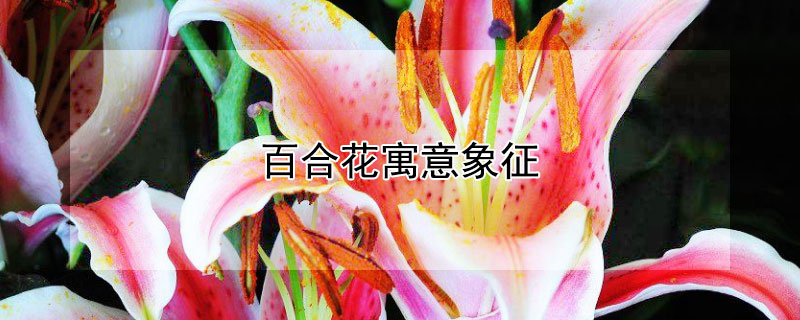 百合花寓意象征 百合花寓意象征作文