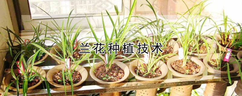 兰花种植技术（兰花种植技术视频教程）