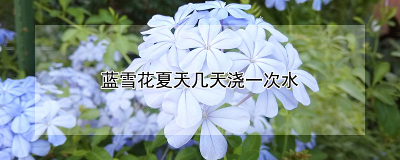 蓝雪花夏天几天浇一次水(蓝雪花浇什么水)