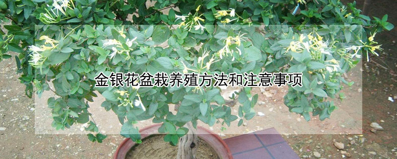 金银花盆栽养殖方法和注意事项（金银花的种植养护方法）