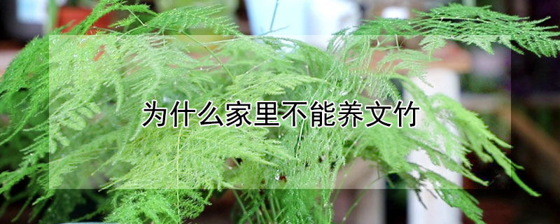 为什么家里不能养文竹 为什么家里不能养文竹家里不能养文