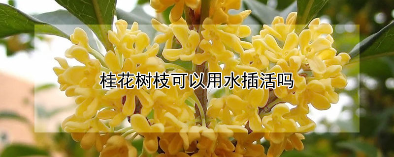桂花树枝可以用水插活吗 桂花树枝插水里能活吗