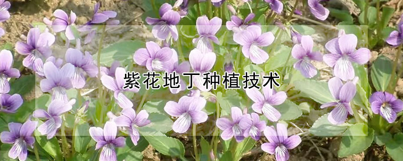 紫花地丁种植技术 紫花地丁种植技术及经济效益