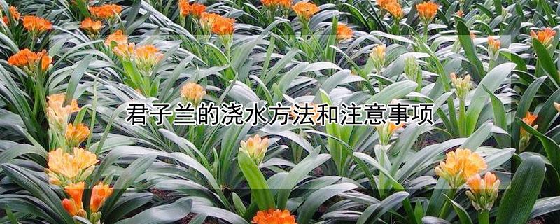 君子兰的浇水方法和注意事项（君子兰浇水正确方法）