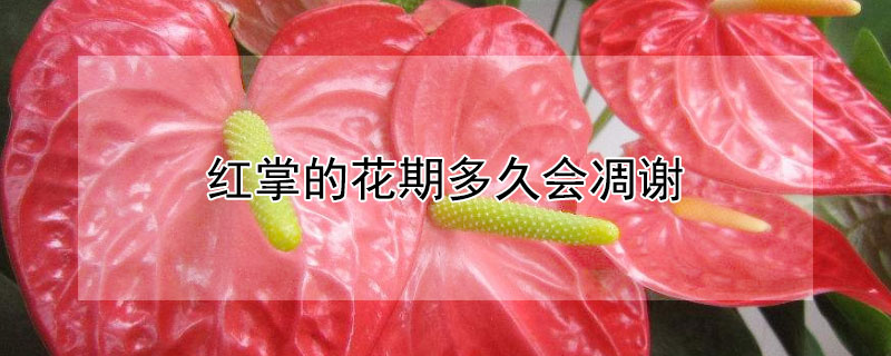 红掌的花期多久会凋谢 红掌的花什么时候凋谢