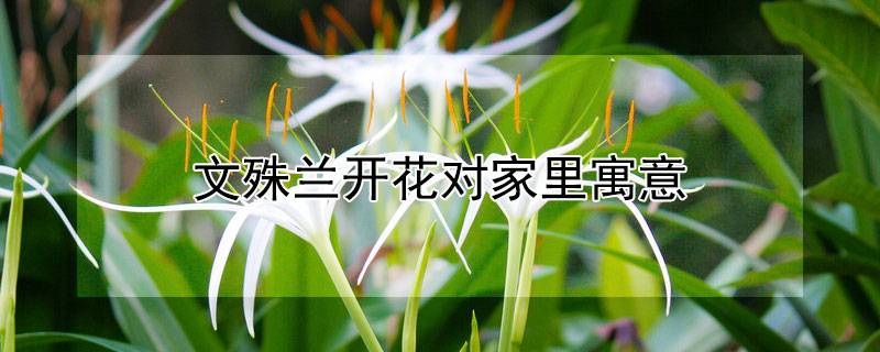 文殊兰开花对家里寓意（文殊兰开花寓意什么兆头）