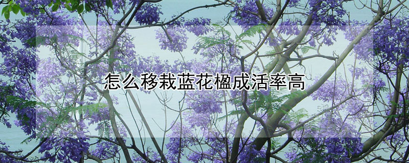 怎么移栽蓝花楹成活率高（蓝花楹移栽技术要点）