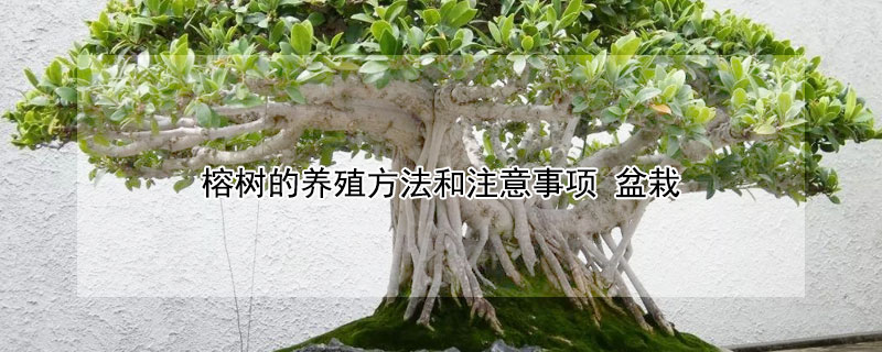 榕树的养殖方法和注意事项（三层榕树的养殖方法和注意事项）