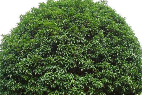 冬天桂花树怎么能种活