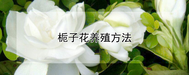 栀子花养殖方法 栀子花养殖方法和注意事项大全