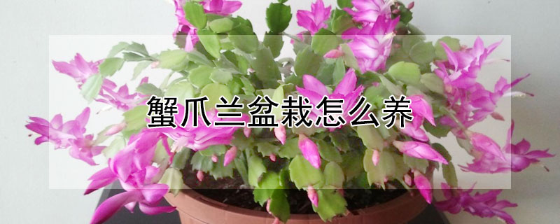 蟹爪兰盆栽怎么养（新栽的蟹爪兰怎么养）