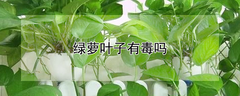 绿萝叶子有毒吗(小猫吃绿萝叶子有毒吗)