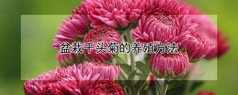 盆栽千头菊的养殖方法（种千头菊用什么花盆）