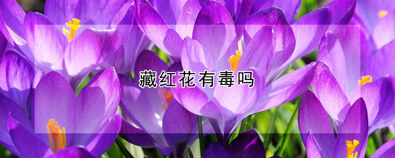 藏红花有毒吗（藏红花有毒吗对人体有害吗）