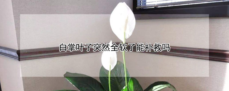 白掌叶子突然全软了能补救吗 白掌叶子软了怎么补救