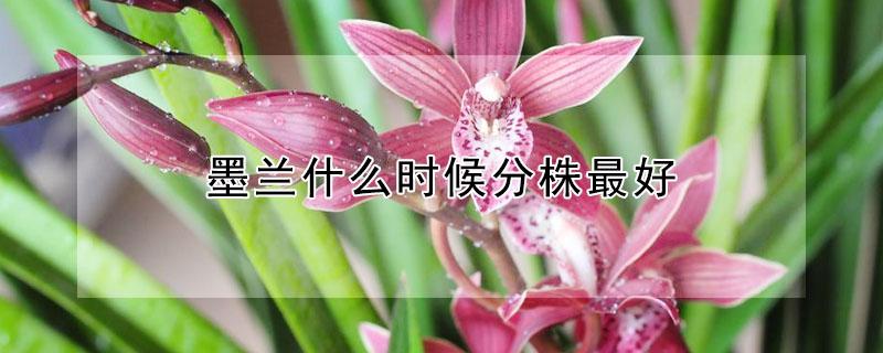 墨兰什么时候分株最好 墨兰需要分株吗