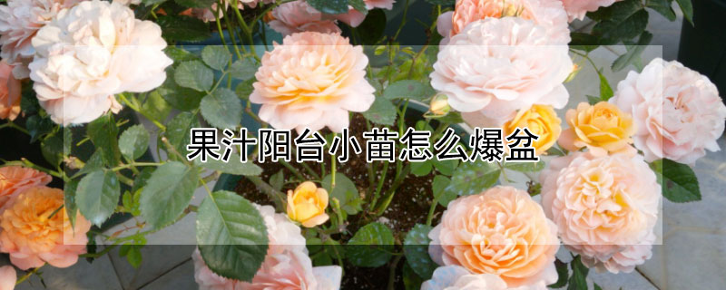 果汁阳台小苗怎么爆盆（果汁阳台小苗用多大的盆）