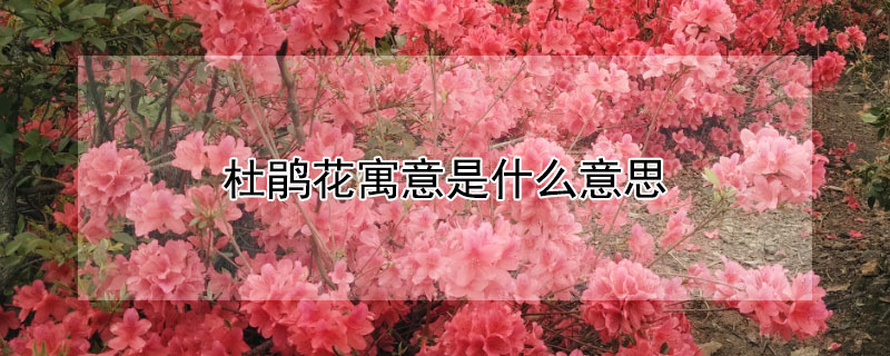 杜鹃花寓意是什么意思（杜鹃花开寓意什么意思）